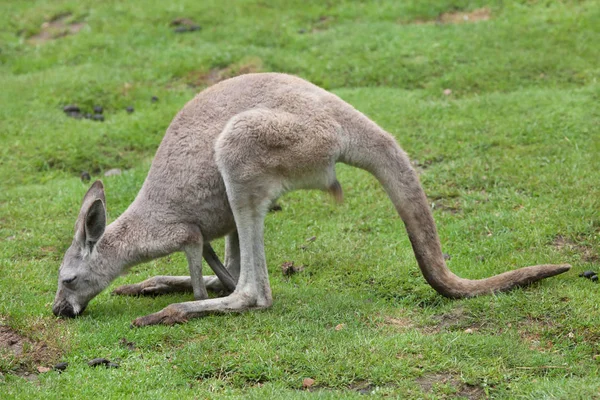 Röd känguru djur — Stockfoto