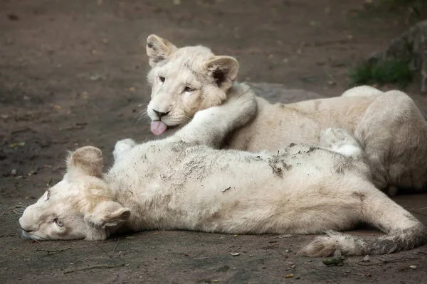 White lions (Panthera leo krugeri).