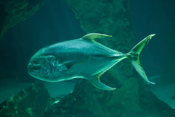 Tuňáka velkookého trevally (Caranx sexfasciatus) — Stock fotografie