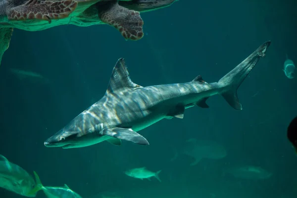 Sandbar shark (Carcharhinus plumbeus). — Stock Photo, Image