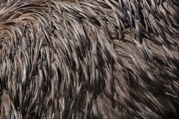 EMU (Emufélék novaehollandiae) — Stock Fotó