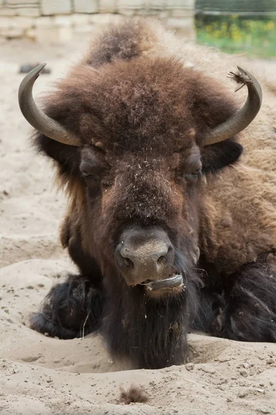 American buffalo bison — Stock Photo, Image