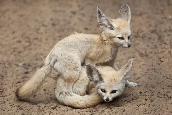 Феннекские лисы (Vulpes zerda) ). — стоковое фото