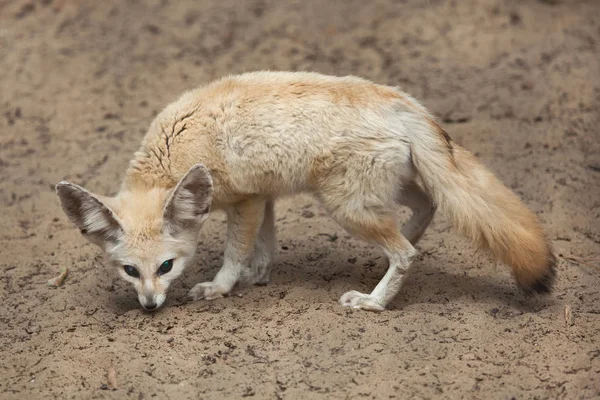 Fennec fox (Vulpes zerda). — Stock Photo, Image