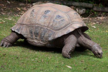 Aldabra dev kaplumbağası.  