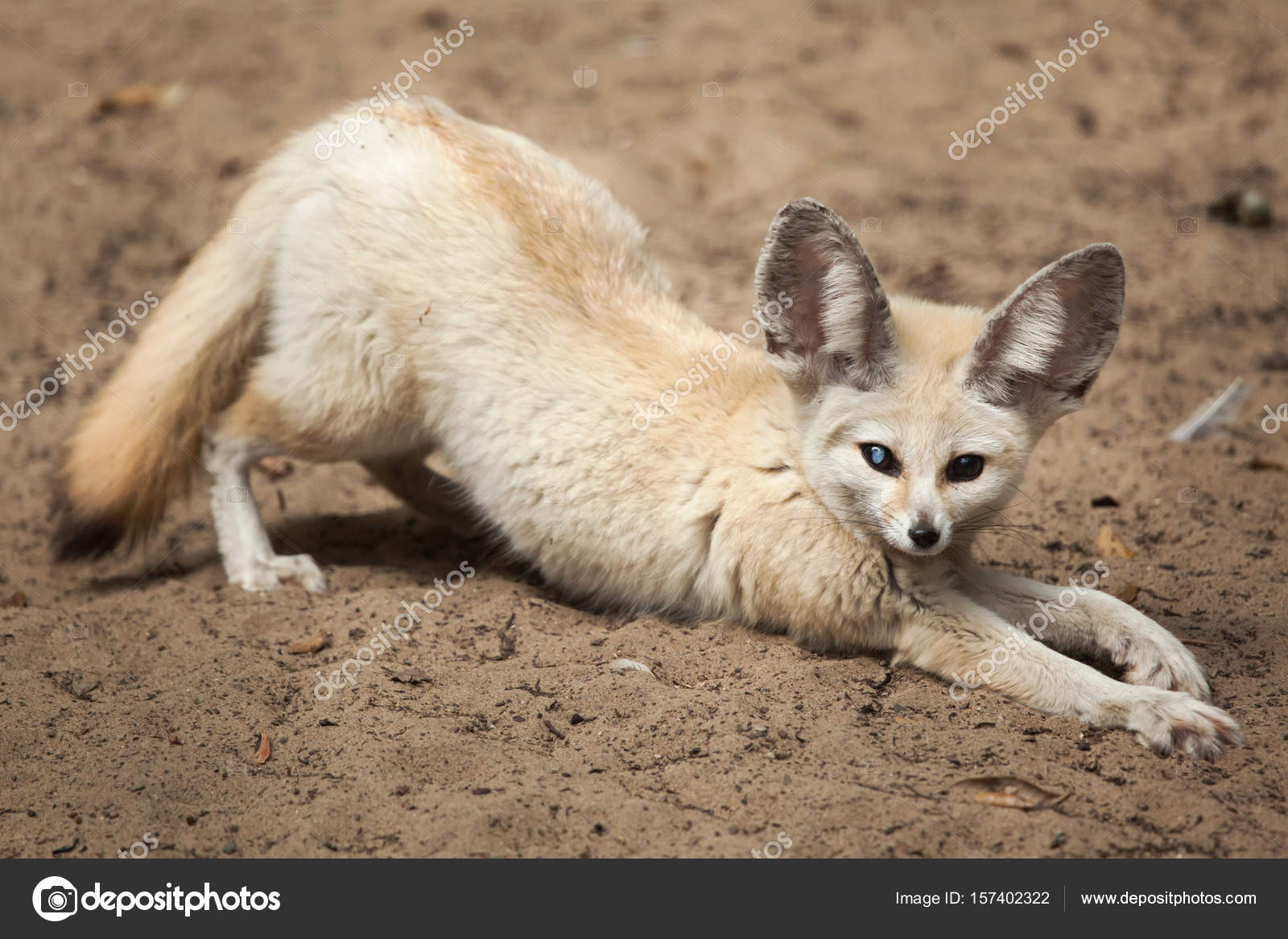 Fennec Fox Vulpes Zerda Stock Photo By C Wrangel
