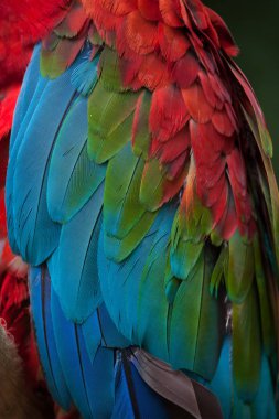 Green-winged macaw clipart