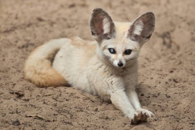 Rezene tilki (Vulpes zerda). 