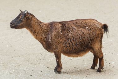 Yerli keçi (Capra Aegagrus Hircus). 