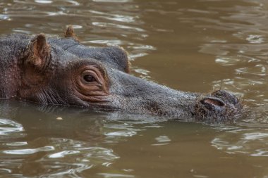 Hippopotamus (Hippopotamus amphibius). clipart