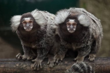 Common marmosets on trunk clipart