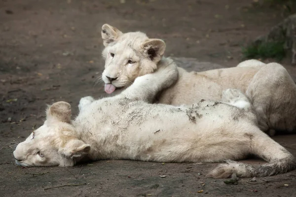 Twee leeuwenwelpen met pasgeboren wit — Stockfoto