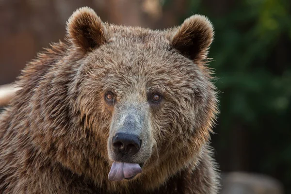 Urso castanho de Kamchatka — Fotografia de Stock