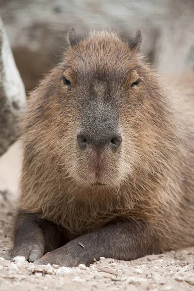 Capybara (Hydrochoerus hydrochaeris) ). — стоковое фото