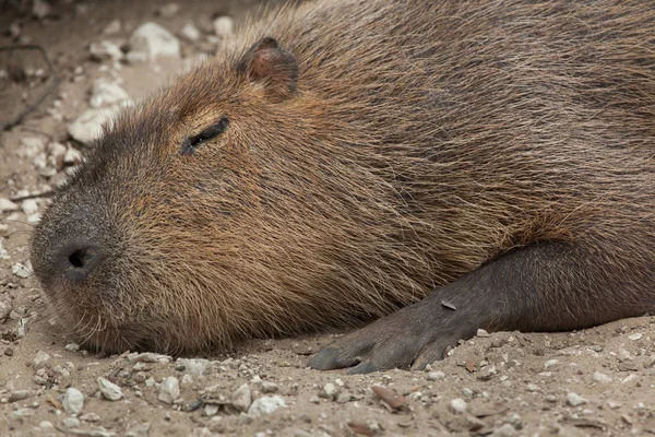 Capybara (Hydrochoerus hydrochaeris) ). — стоковое фото