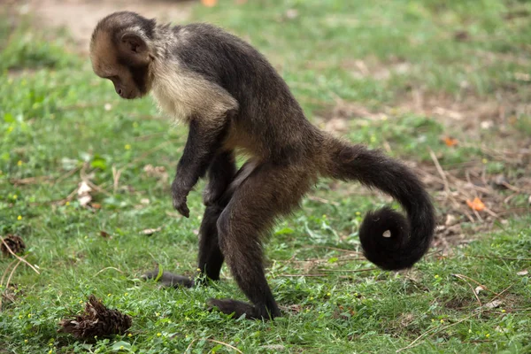 Capuchino de vientre dorado — Foto de Stock