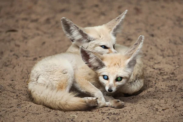 Феннекские лисы (Vulpes zerda) ). — стоковое фото