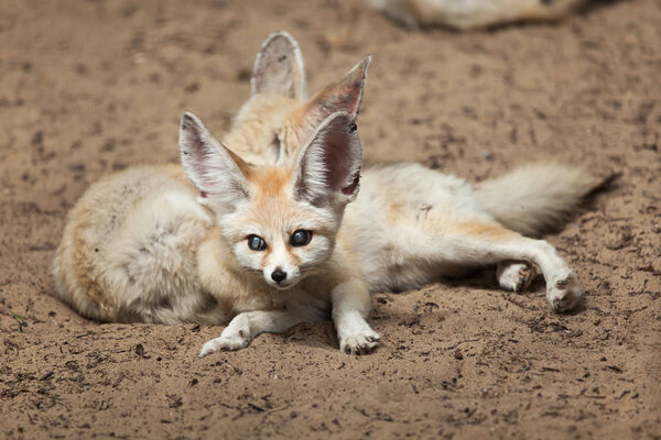 Fennec foxes (Vulpes zerda).