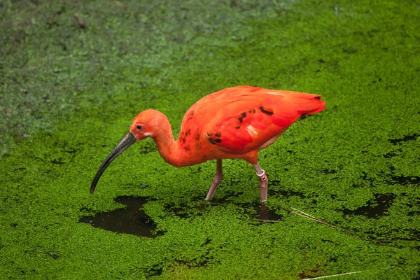 Scharlaken ibis (Eudocimus ruber)) — Stockfoto