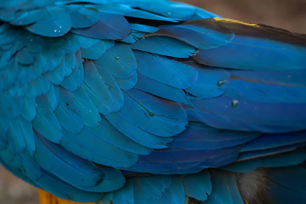 蓝黄相间的金刚鹦鹉 — 图库照片