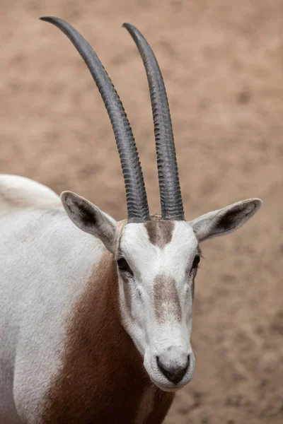 Portret Scimitar oryx — Zdjęcie stockowe