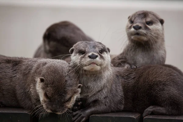 Oosterse kleine-klauwde otters — Stockfoto
