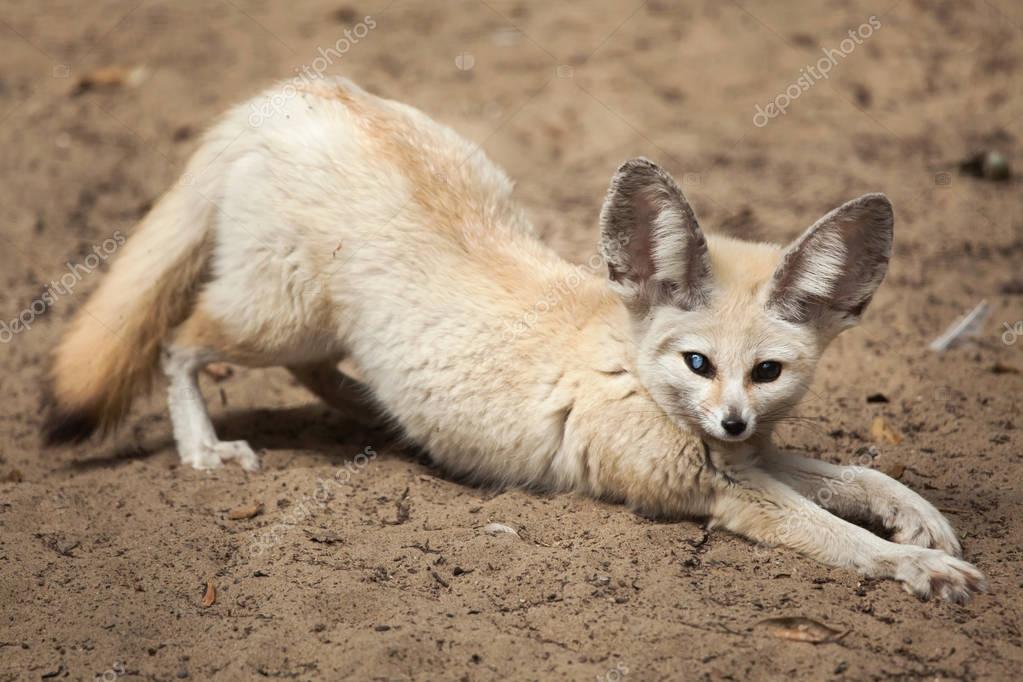 Fennec Fox Vulpes Zerda Wildlife Animal Larastock