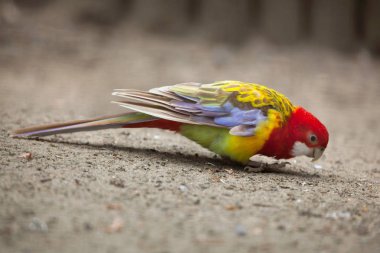 Doğu Rosella (Platycercus eximius).