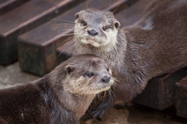 Doğulu Küçük Pençeli Su Samuru 