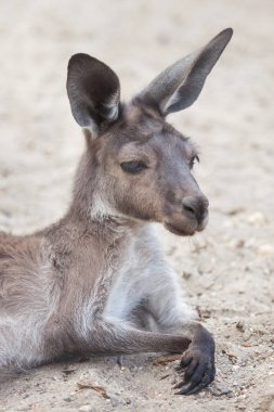 Batı gri kanguru (Macropus fuliginosus melanops)