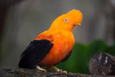 And cock-of-the-rock (Rupicola peruvianus)