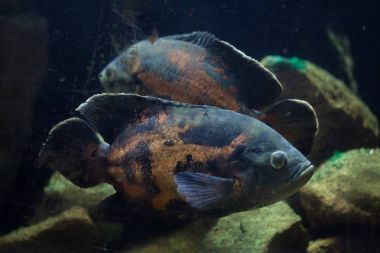 Oscar balığı (Astronotus ocellatus).