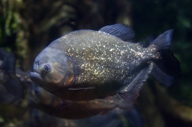 Kırmızı piranha (Pygocentrus nattereri)