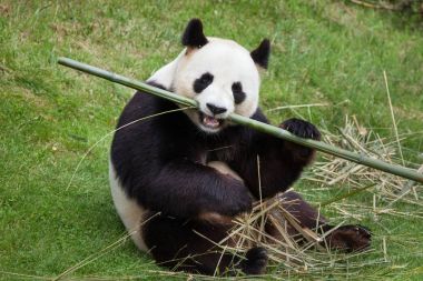 dev panda (ailuropoda melanoleuca).