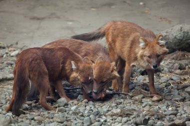 Ussuri dhole (Cuon alpinus alpinus)