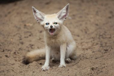 Rezene tilki (Vulpes zerda). 