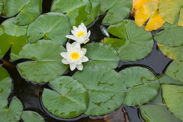 Star lotus (Nymphaea nouchali)