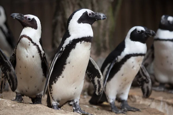 African penguin (Spheniscus demersus) — Stock Photo, Image