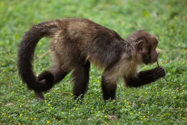 Capuchin berperut emas (Sapajus xanthosternos) — Stok Foto