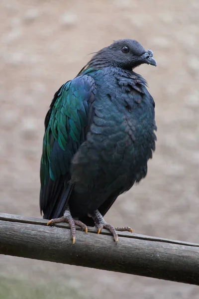 Pigeon nicobar (Caloenas nicobarica) ). — Photo