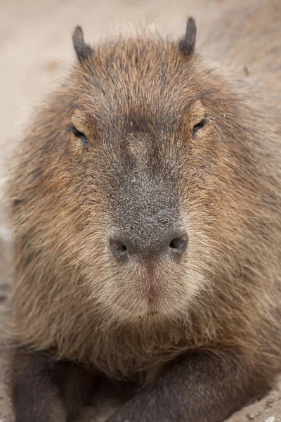 Kapybara (Hydrochoerus hydrochaeris). — Stock fotografie