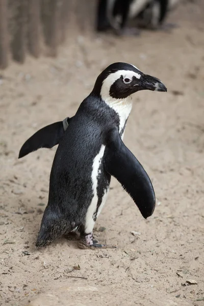 Pingüino africano (Spheniscus demersus) — Foto de Stock