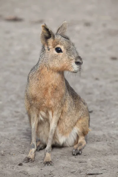 Patagonya mara (dolichotis patagonum) — Stok fotoğraf