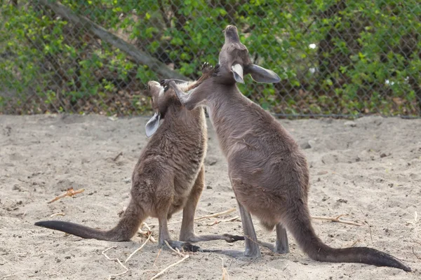 Western grey kangaroos — Stock Photo, Image