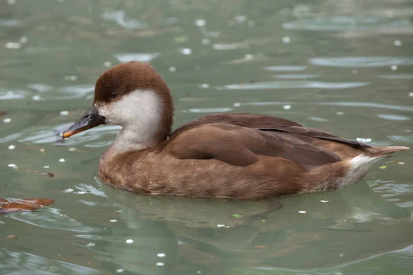 Pochard-de-crista-vermelha (netta rufina ). — Fotografia de Stock