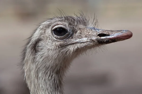 Maior Rhea (rhea americana ) — Fotografia de Stock