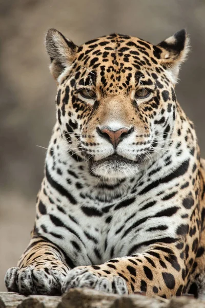 Onça-pintada (Panthera onca). — Fotografia de Stock