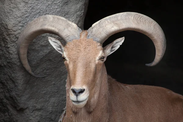 Барбарійська вівця (Ammotragus lervia ). — стокове фото