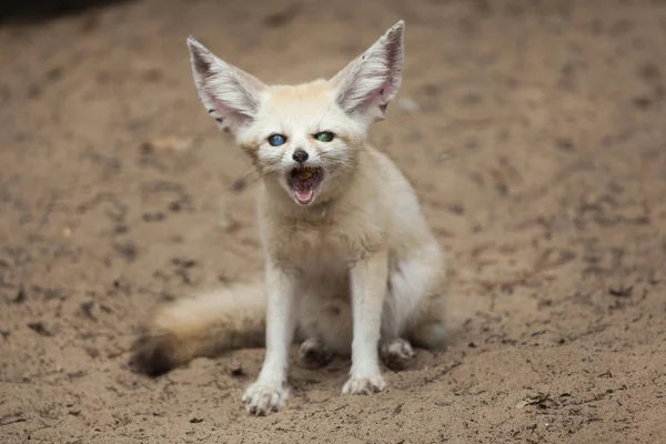 Fennec Fox (Vulpes zerda). — Stock fotografie