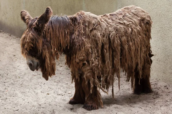 Burro de Poitou (Equus asinus ) — Foto de Stock